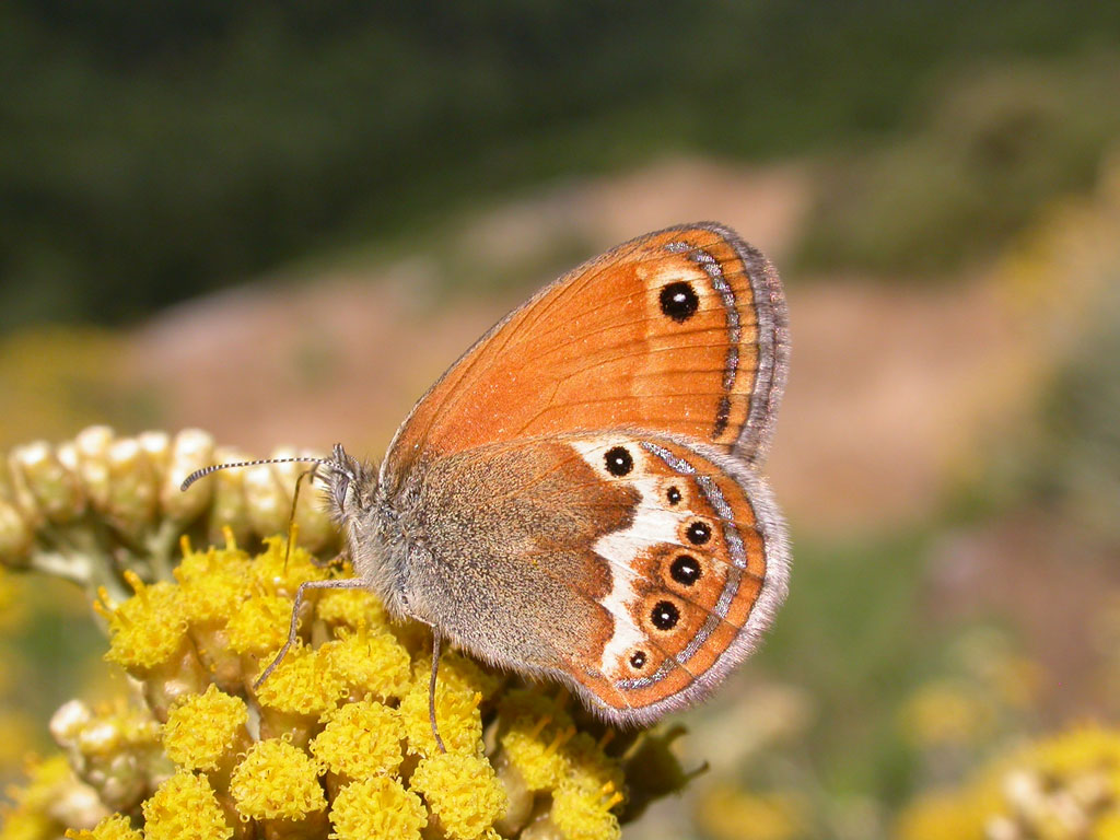 Coenonympha elbana