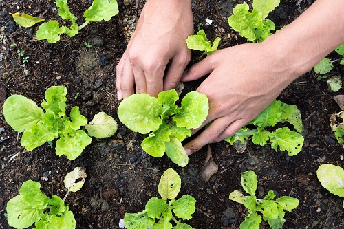 Bando dei giovani agricoltori: la dotazione cresce da 3,2 a 13, 2 milioni di euro