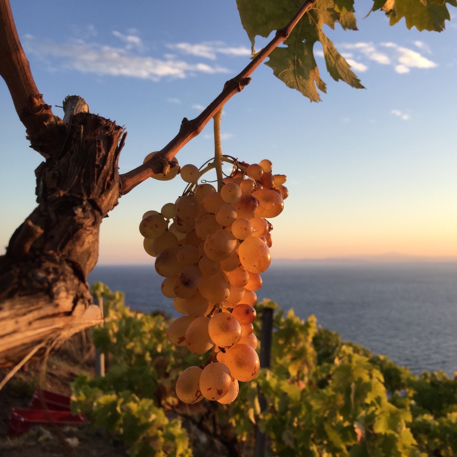 ansonica giglio vendemmia