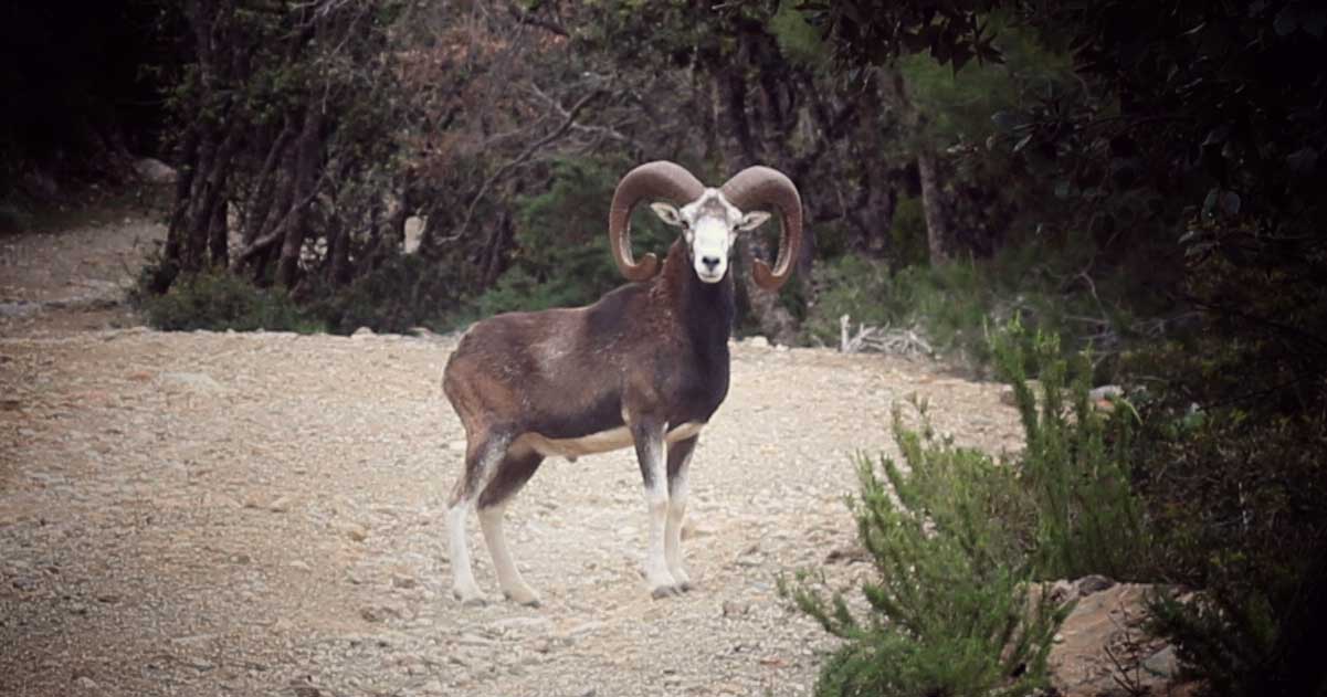 muflone argentino