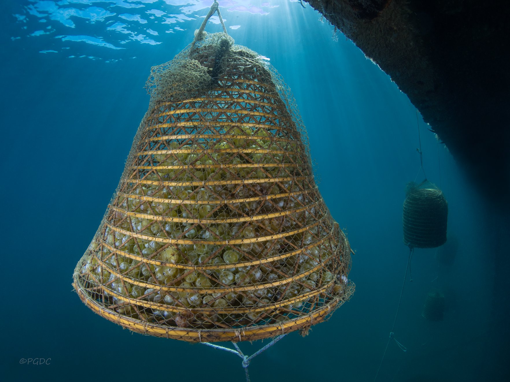 uva nelle ceste sotto il mare